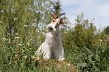 FOX TERRIER 211